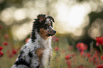 Miniature Australian Shepherd Welpe