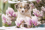 Miniature Australian Shepherd Welpe