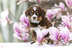 Miniature Australian Shepherd Welpe