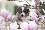 Miniature Australian Shepherd Welpe