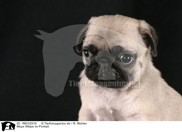 Mops Welpe im Portrait / Pug Puppy Portrait / RR-02916