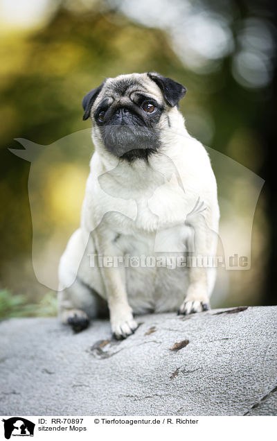 sitzender Mops / sitting pug / RR-70897