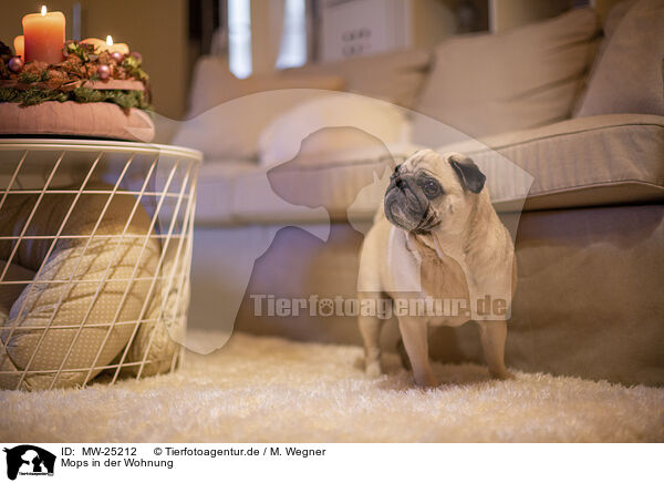 Mops in der Wohnung / Pug in the apartment / MW-25212