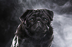 Mops Portrait