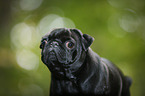 Mops Portrait