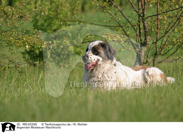 liegender Moskauer Wachhund / lying moscow watchdog / RR-00299