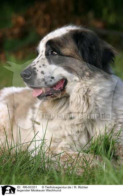 liegender Moskauer Wachhund / lying moscow watchdog / RR-00301