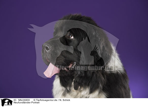 Neufundlnder Portrait / Newfoundland Dog / NN-04800