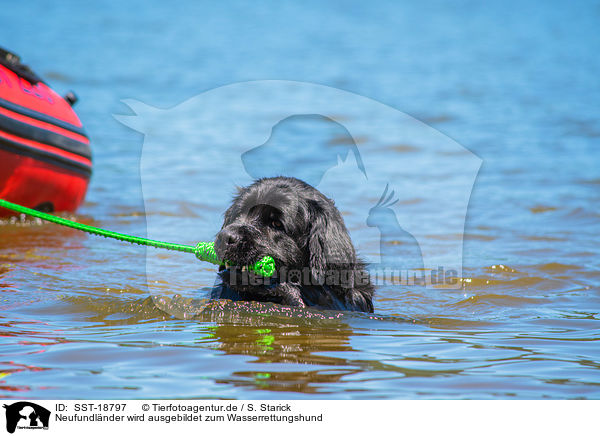 Neufundlnder wird ausgebildet zum Wasserrettungshund / Newfoundland is trained as a water rescue dog / SST-18797