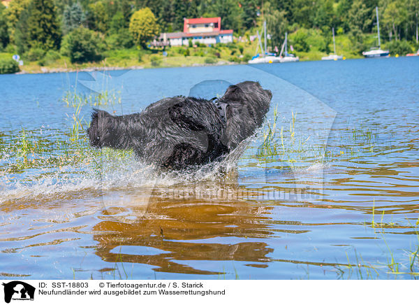 Neufundlnder wird ausgebildet zum Wasserrettungshund / Newfoundland is trained as a water rescue dog / SST-18803