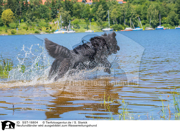 Neufundlnder wird ausgebildet zum Wasserrettungshund / Newfoundland is trained as a water rescue dog / SST-18804
