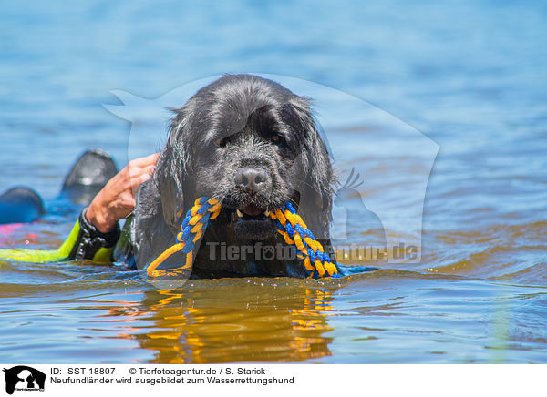Neufundlnder wird ausgebildet zum Wasserrettungshund / Newfoundland is trained as a water rescue dog / SST-18807