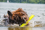 Neufundlnder wird ausgebildet zum Wasserrettungshund