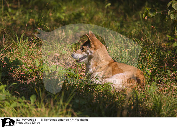 Neuguinea-Dingo / New Guinea Singing dog / PW-09554