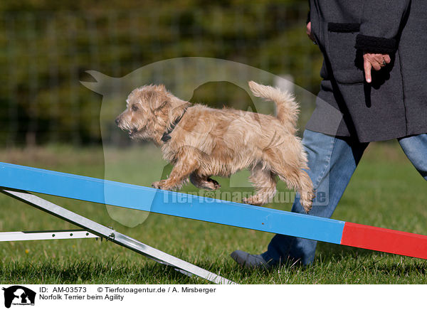 Norfolk Terrier beim Agility / Norfolk Terrier at agility / AM-03573