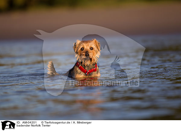 badender Norfolk Terrier / AM-04201