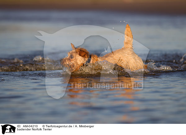badender Norfolk Terrier / bathing Norfolk Terrier / AM-04210