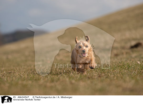 rennender Norfolk Terrier / AM-04547