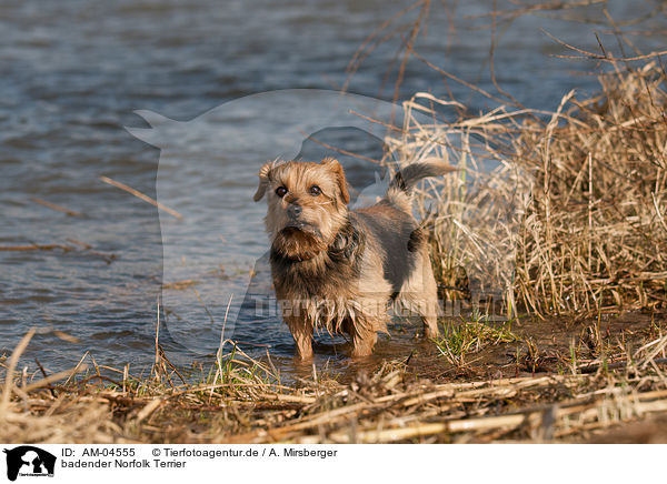 badender Norfolk Terrier / bathing Norfolk Terrier / AM-04555