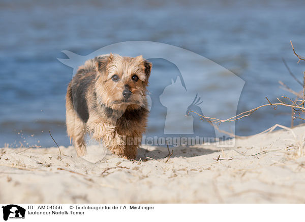 laufender Norfolk Terrier / walking NorfolkTerrier / AM-04556