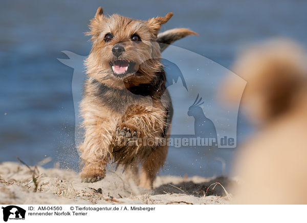 rennender Norfolk Terrier / running Norfolk Terrier / AM-04560