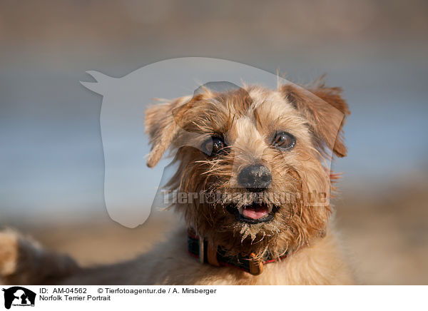 Norfolk Terrier Portrait / Norfolk Terrier Portrait / AM-04562