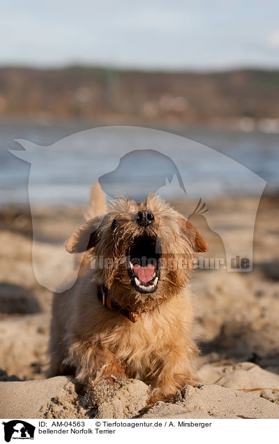 bellender Norfolk Terrier / barking Norfolk Terrier / AM-04563