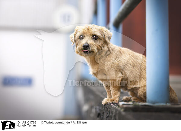 Norfolk Terrier / Norfolk Terrier / AE-01792