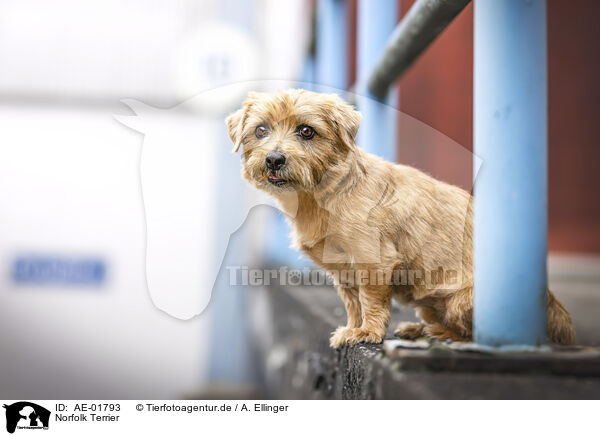 Norfolk Terrier / AE-01793