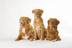 3 Nova Scotia Duck Tolling Retriever