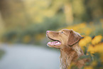 junger Nova Scotia Duck Tolling Retriever