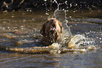 Nova Scotia Duck Tolling Retriever im Wasser