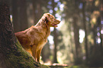 Nova Scotia Duck Tolling Retriever