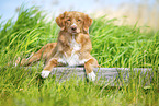 Nova Scotia Duck Tolling Retriever drauen