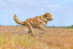 Nova Scotia Duck Tolling Retriever drauen