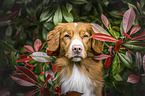 Nova Scotia Duck Tolling Retriever