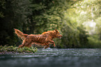 Nova Scotia Duck Tolling Retriever