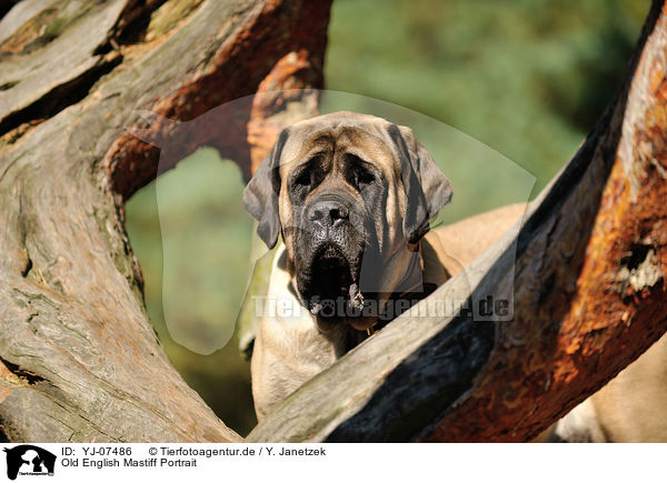 Old English Mastiff Portrait / Old English Mastiff Portrait / YJ-07486