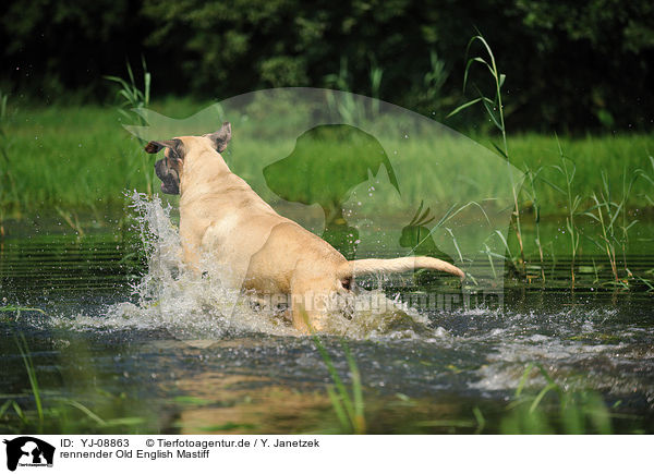 rennender Old English Mastiff / running Old English Mastiff / YJ-08863