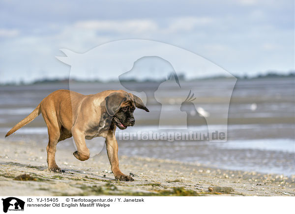 rennender Old English Mastiff Welpe / YJ-15405