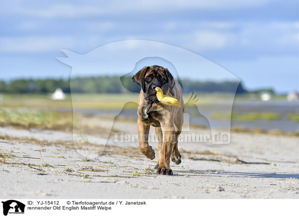 rennender Old English Mastiff Welpe / YJ-15412