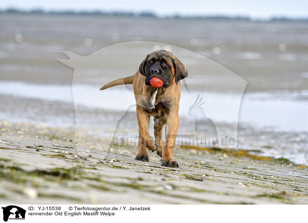 rennender Old English Mastiff Welpe / YJ-15538