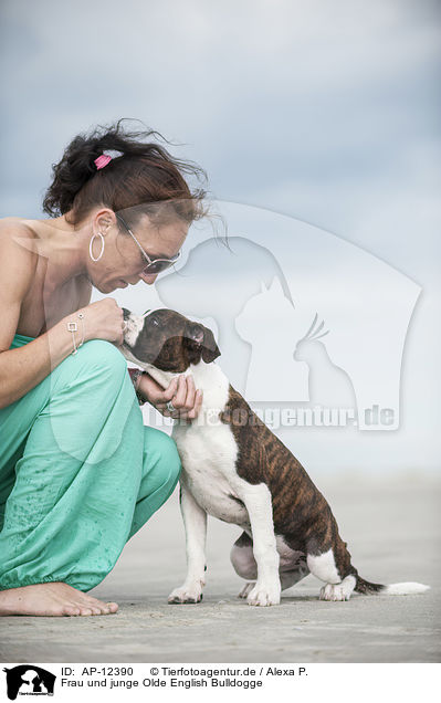 Frau und junge Olde English Bulldogge / woman and young Olde English Bulldog / AP-12390