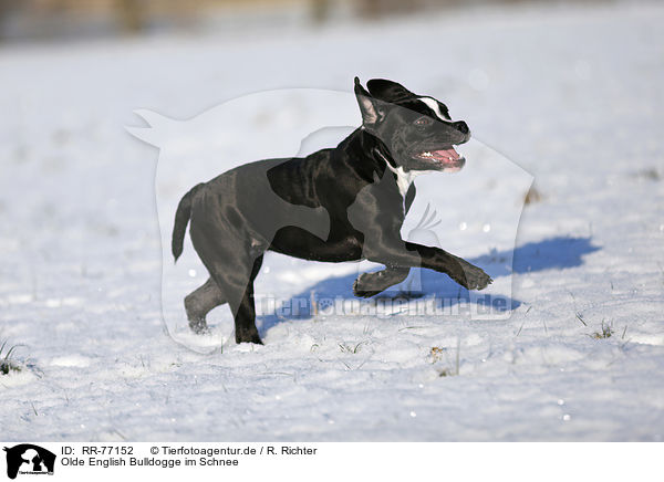 Olde English Bulldogge im Schnee / Olde English Bulldog  in snow / RR-77152