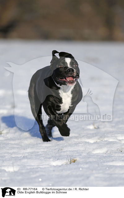 Olde English Bulldogge im Schnee / Olde English Bulldog  in snow / RR-77164