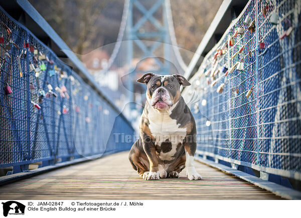 Olde English Bulldog auf einer Brcke / Olde English Bulldog on bridge / JAM-02847