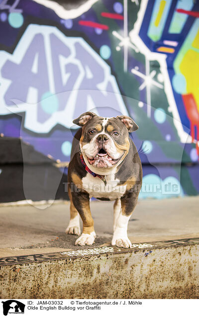 Olde English Bulldog vor Graffiti / JAM-03032