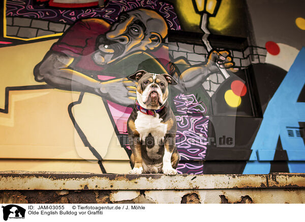 Olde English Bulldog vor Graffiti / JAM-03055