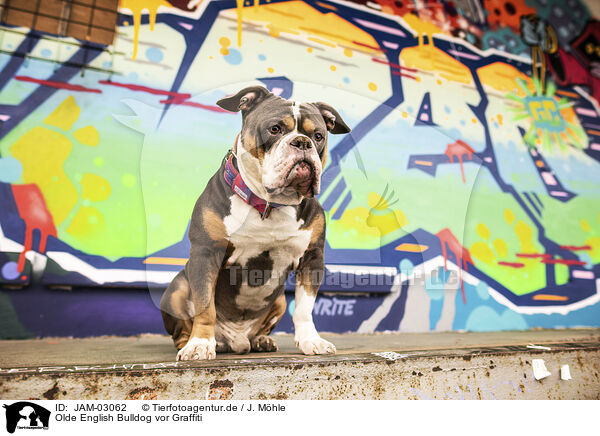 Olde English Bulldog vor Graffiti / JAM-03062