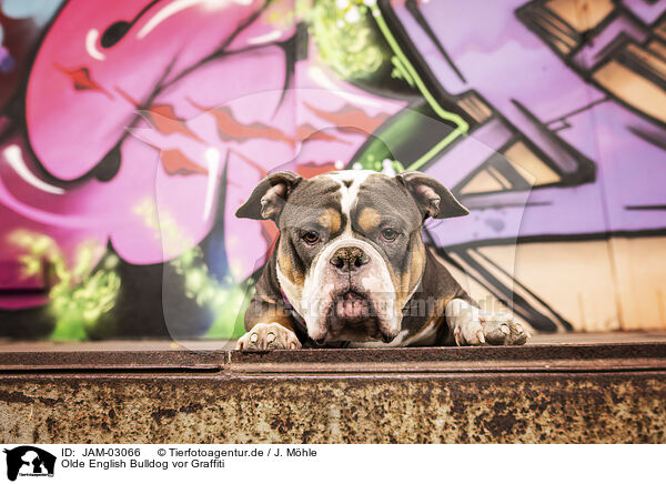 Olde English Bulldog vor Graffiti / JAM-03066